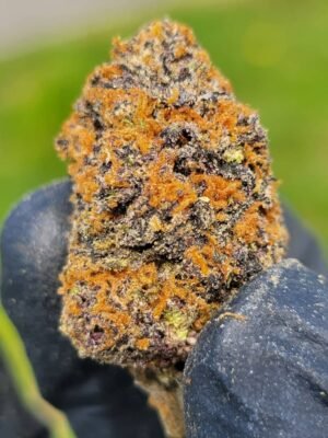Buy Alien Labs Zkittlez Marijuana Strain Online
