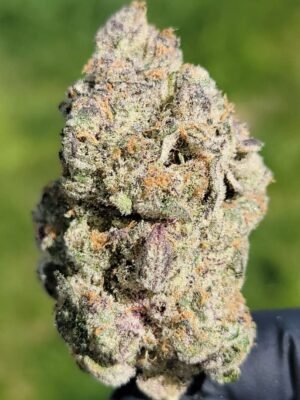 Buy AlienLabs Gelato 41 Marijuana Strain Online