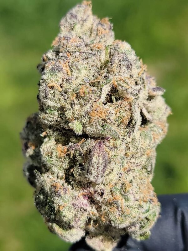 Buy AlienLabs Gelato 41 Marijuana Strain Online