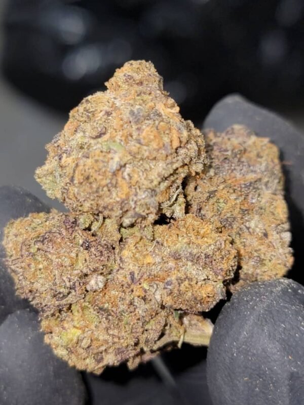 Buy Backpackboyz Blue Gotti Marijuana Strain Online