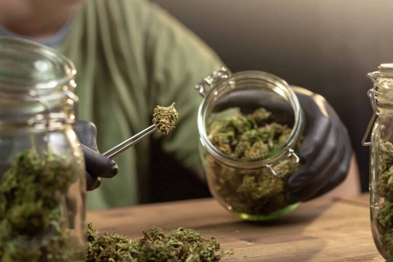 The Future of Cannabis: New Research, Trends, and Developments Where can I Order Weed Online New Zealand Legally?