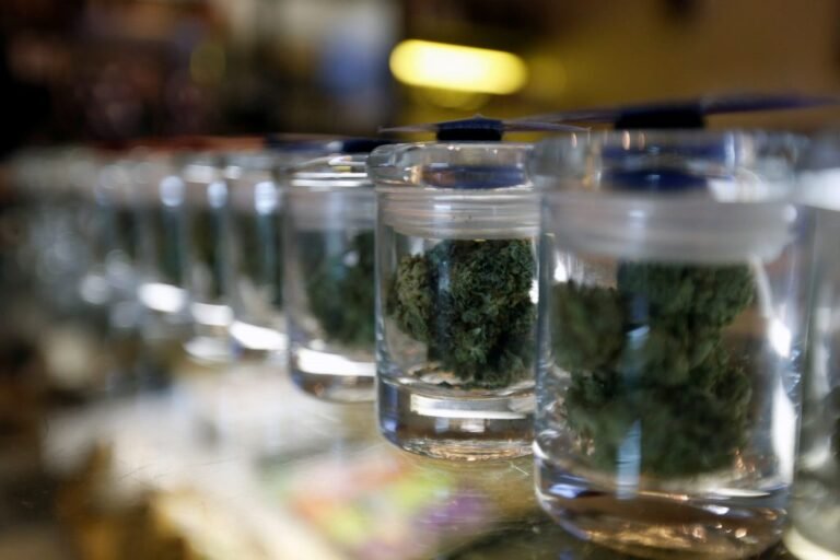 Marijuana Laws Around the World: A Guide to Cannabis Regulation Where to order Weed Online Palmerston NZ?