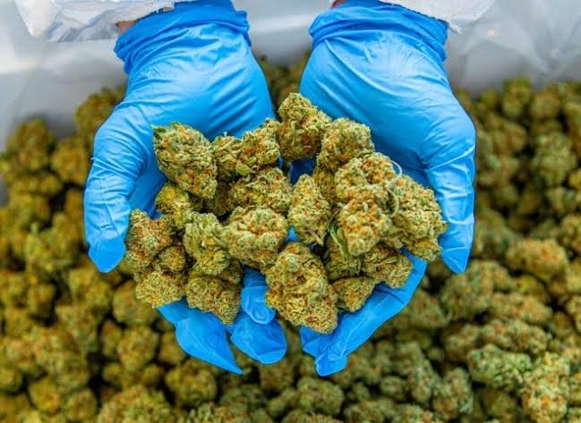 Medical Marijuana: Uses, Research, and Potential Benefits Where to Buy Weed Online Tasmania Safely