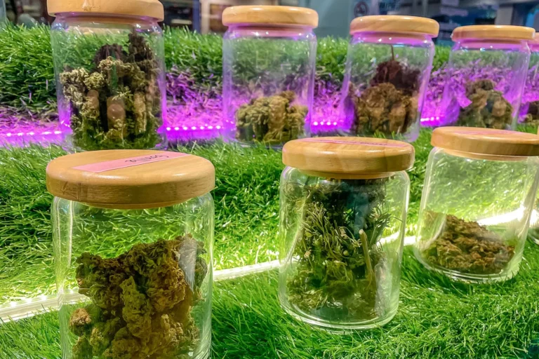 Cannabis Strains Explained: Indica, Sativa, and Hybrids Where can I Buy Weed Online Auckland Discreetly?